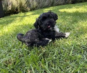 Havanese Dog Breeder near BRISBANE, CA, USA