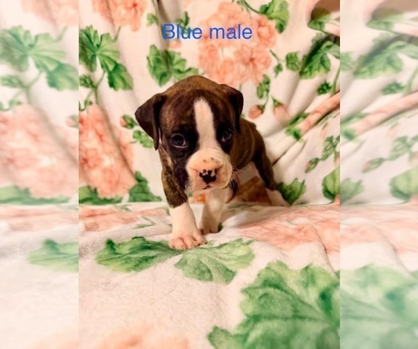 Medium Photo #8  Breeder Profile in WALNUT GROVE, MO, USA