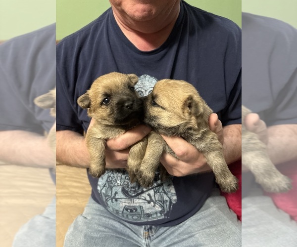 Medium Photo #10  Breeder Profile in ROCKFORD, IL, USA