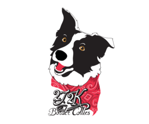 Border Collie Dog Breeder in CONWAY,  USA