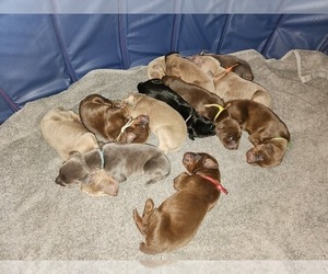Doberman Pinscher Dog Breeder near CLINTON, OH, USA
