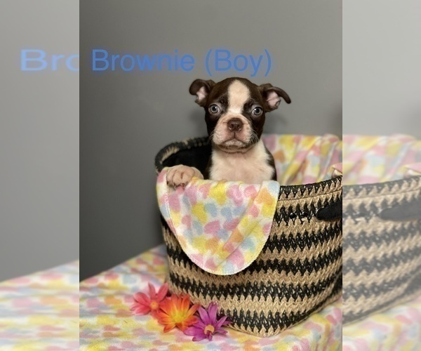 Medium Photo #1  Breeder Profile in WOODSTOCK, GA, USA