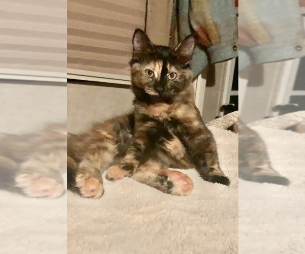 Medium Photo #20  Breeder Profile in MIDLOTHIAN, TX, USA