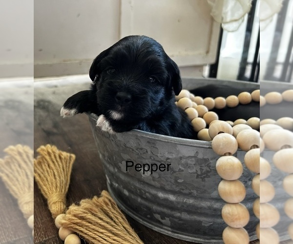 Medium Photo #5  Breeder Profile in ORCHARDS, WA, USA