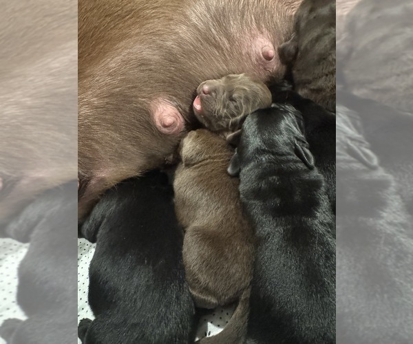 Medium Photo #3  Breeder Profile in BILLINGS, MT, USA