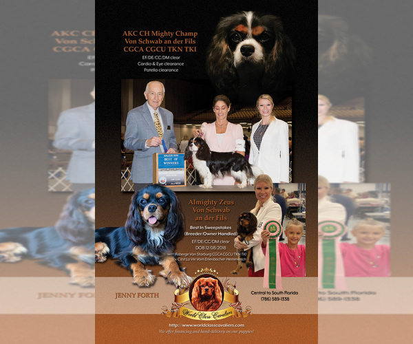 Medium Photo #15  Breeder Profile in MIAMI, FL, USA
