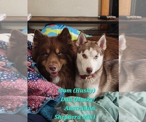 Australian Shepherd-Siberian Husky Mix Dog Breeder near ATTICA, NY, USA