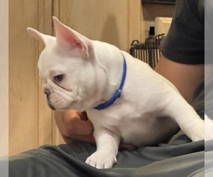 French Bulldog Dog Breeder in FONTANA,  USA