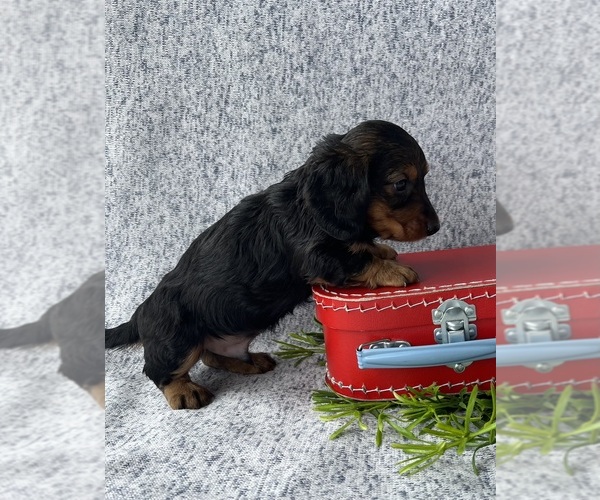 Medium Photo #2  Breeder Profile in LOOGOOTEE, IN, USA