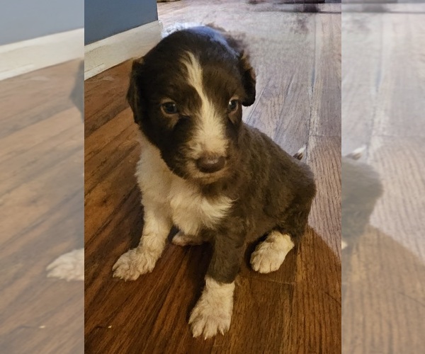 Medium Photo #1  Breeder Profile in CHAPIN, SC, USA