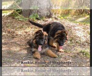 German Shepherd Dog Dog Breeder in RUSKIN,  USA