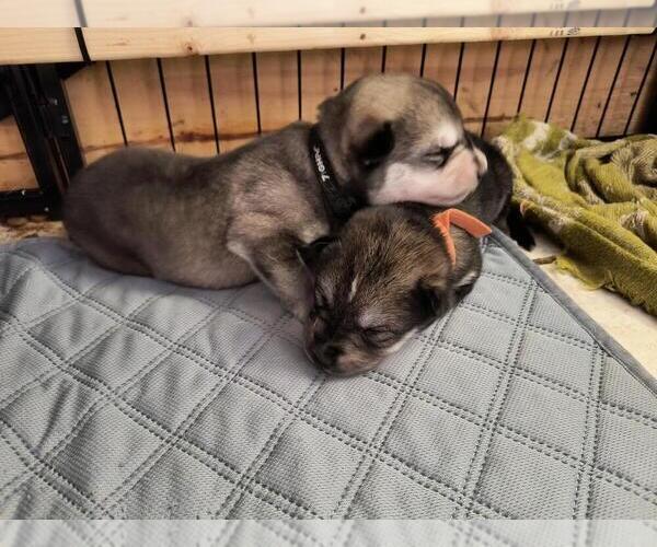 Medium Photo #16  Breeder Profile in MIDDLETOWN, OH, USA