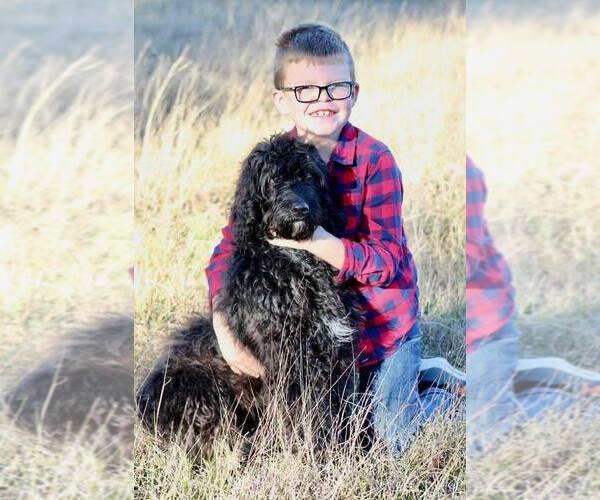 Medium Photo #1  Breeder Profile in GEORGETOWN, TX, USA