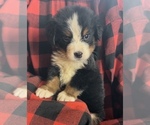Small Photo #10  Breeder Profile in BERGHOLZ, OH, USA