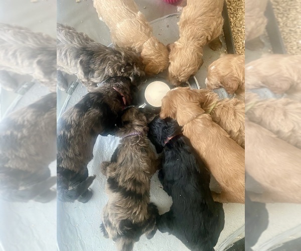 Medium Photo #15  Breeder Profile in FRIENDSWOOD, TX, USA