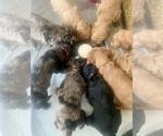 Small Photo #15  Breeder Profile in FRIENDSWOOD, TX, USA