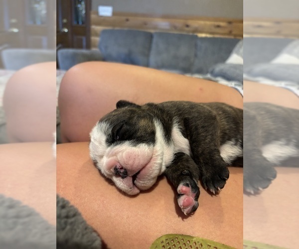 Medium Photo #15  Breeder Profile in ALDEN, MN, USA
