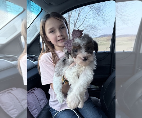 Medium Photo #11  Breeder Profile in MUNFORDVILLE, KY, USA