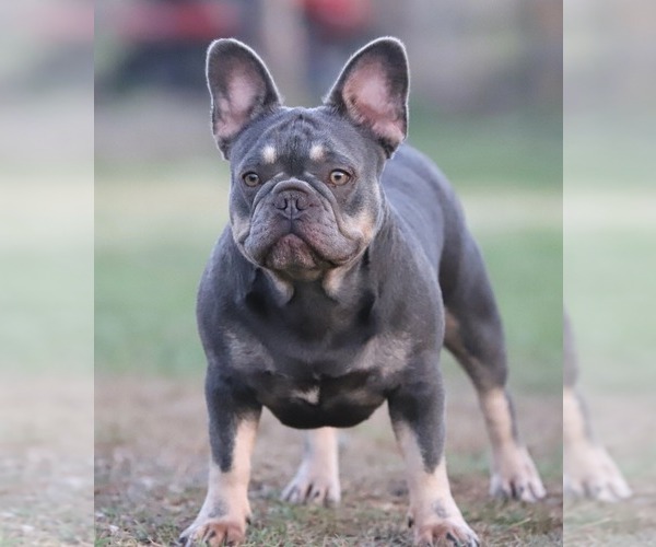 Medium Photo #13  Breeder Profile in PUNTA GORDA, FL, USA