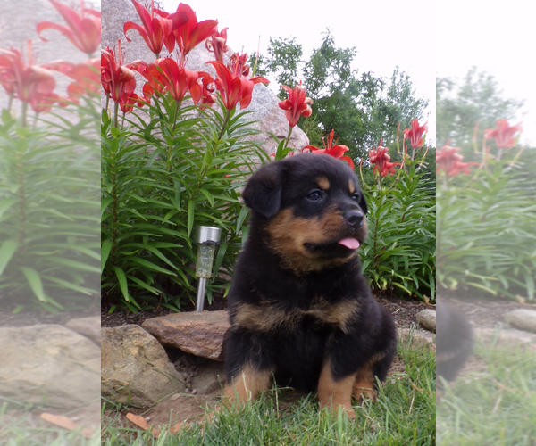 Medium Photo #1  Breeder Profile in MILLERSBURG, OH, USA