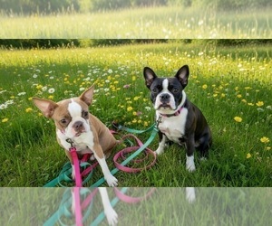 Boston Terrier Dog Breeder near SAINT CLAIR SHORES, MI, USA