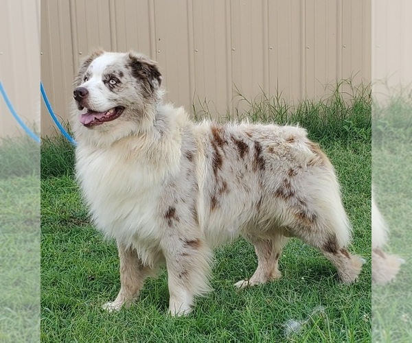 Medium Photo #1  Breeder Profile in GAMALIEL, AR, USA