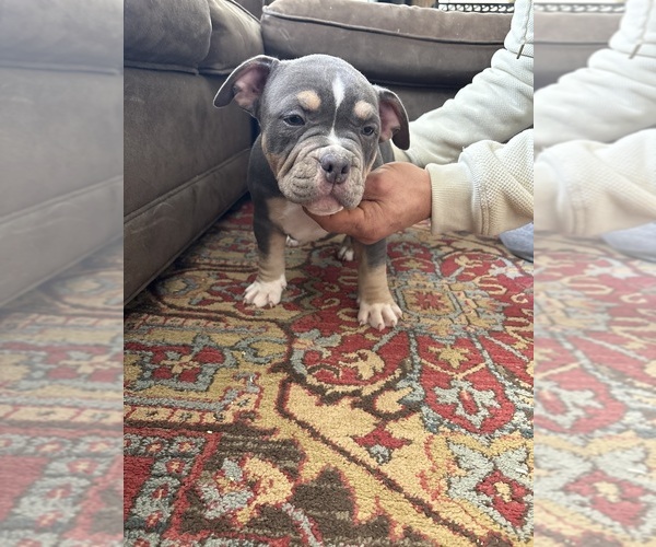 Medium Photo #9  Breeder Profile in WINDSOR, CT, USA