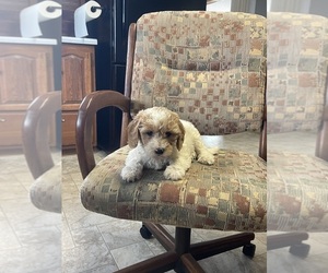 Goldendoodle (Miniature) Dog Breeder near STEWARTVILLE, MN, USA
