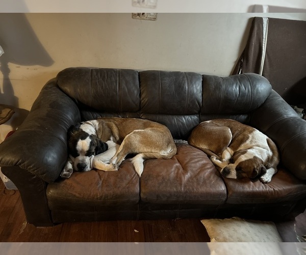 Medium Photo #11  Breeder Profile in CAPON BRIDGE, WV, USA