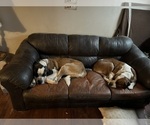 Small #10 Breeder Profile image