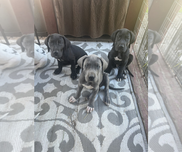 Medium Photo #18  Breeder Profile in ORR, MN, USA