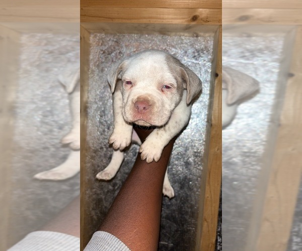 Medium Photo #1  Breeder Profile in HEMPSTEAD, NY, USA