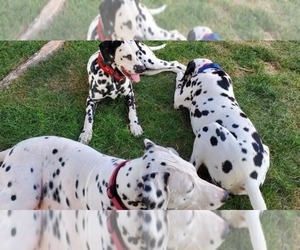 Medium Breeder Profile Photo