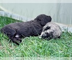 Small #9 Breeder Profile image