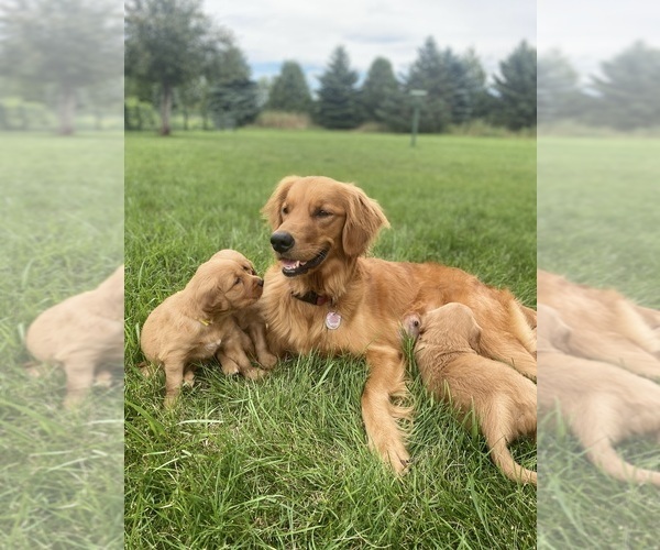 Medium Photo #1  Breeder Profile in DE PERE, WI, USA