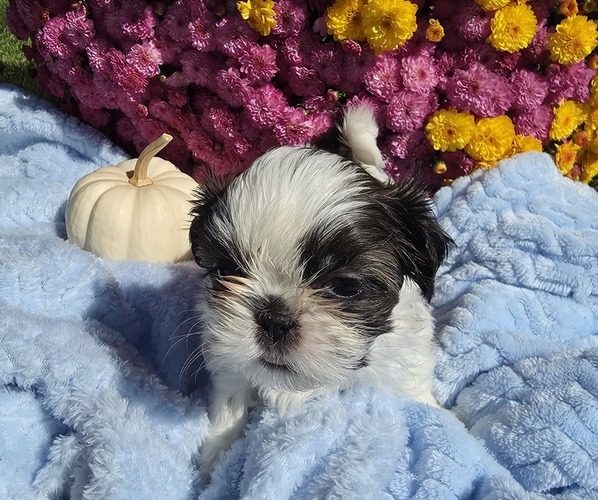Medium Photo #4  Breeder Profile in BUFFALO, NY, USA