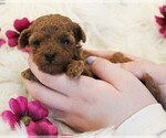 Small #1 Breeder Profile image