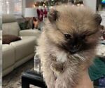 Small #21 Breeder Profile image