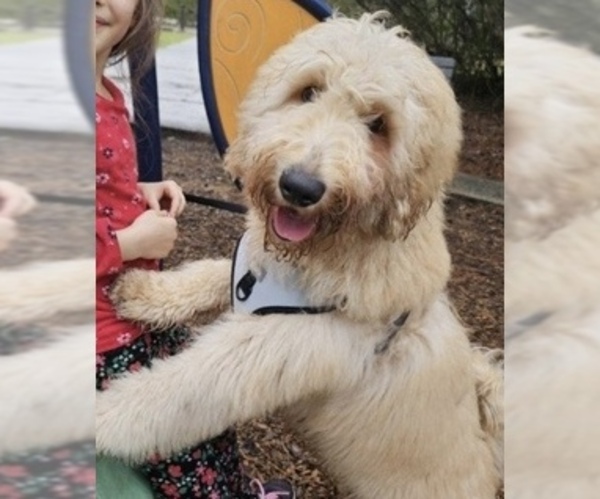 Medium Photo #1  Breeder Profile in THE WOODLANDS, TX, USA