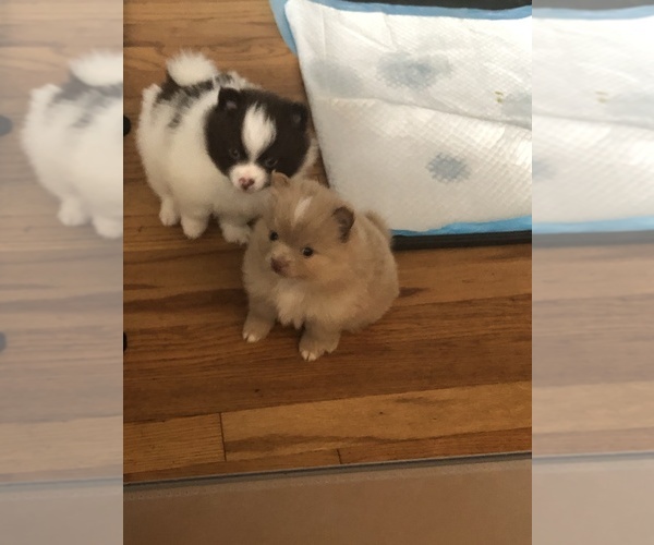 Medium Photo #1  Breeder Profile in CHICAGO, IL, USA