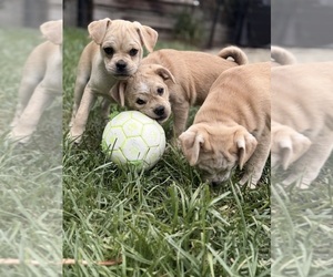 Medium Breeder Profile Photo