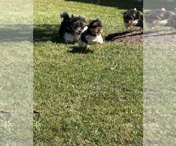 Medium Photo #5  Breeder Profile in DARLINGTON, SC, USA