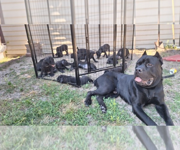 Medium Photo #3  Breeder Profile in WAUWATOSA, WI, USA