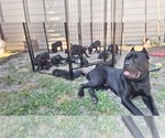 Small #2 Breeder Profile image