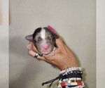 Small #20 Breeder Profile image