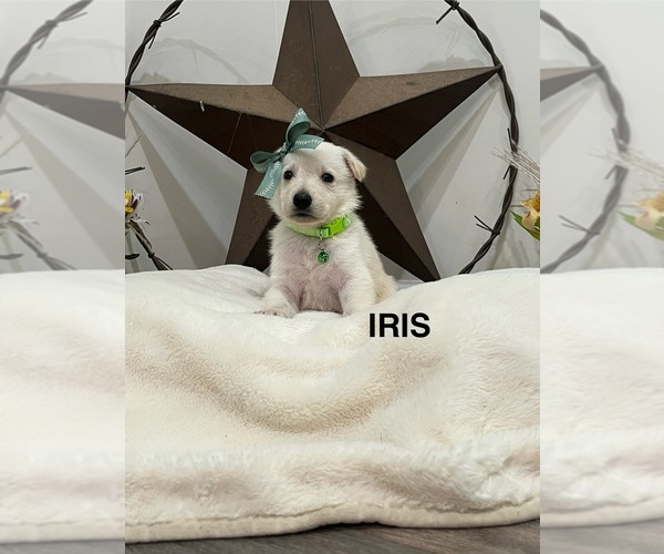 Medium Photo #3  Breeder Profile in GRIFFIN, GA, USA
