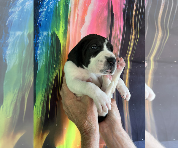 Medium Photo #10  Breeder Profile in ORR, MN, USA