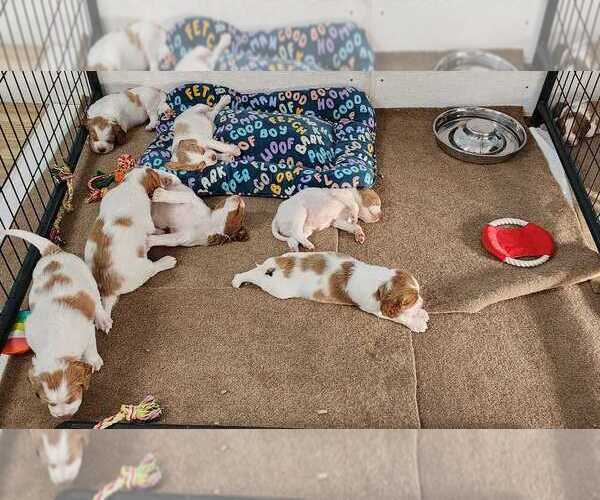 Medium Photo #13  Breeder Profile in HORTENSE, GA, USA