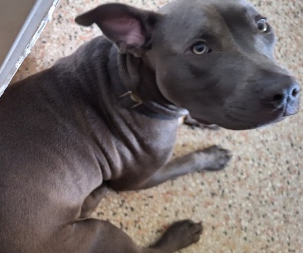 Medium Photo #5  Breeder Profile in OKEECHOBEE, FL, USA