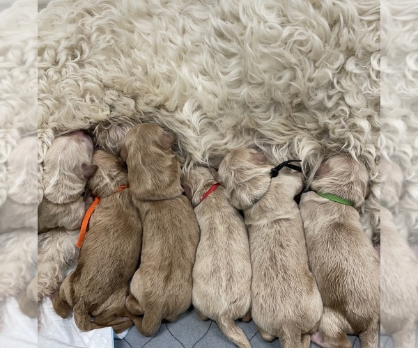 Medium Photo #1  Breeder Profile in RICH HILL, MO, USA